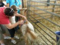 /album/farma-bitozeves/farma-bitozeves-40-jpg/